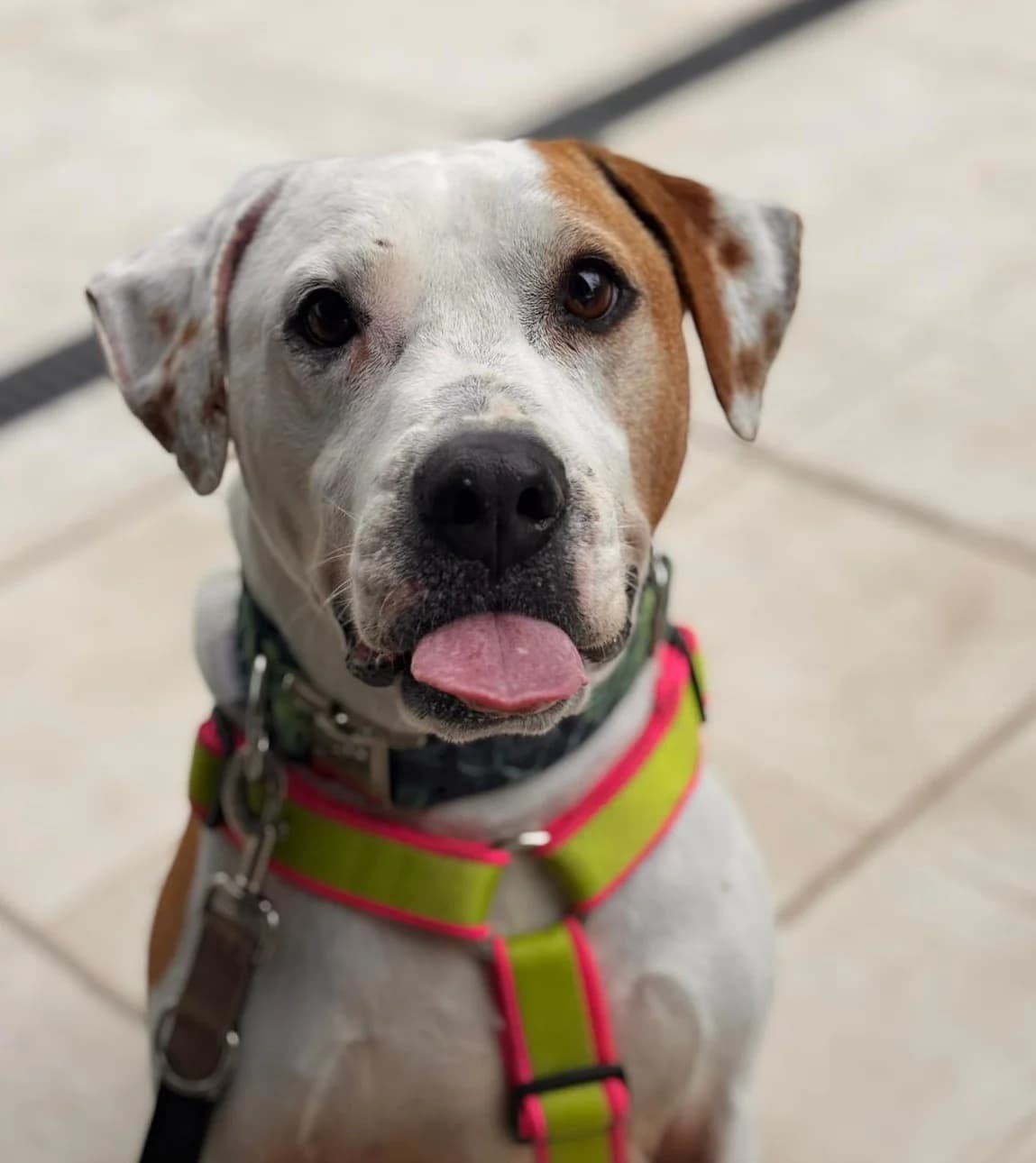 Sitka, Short male 7yo Mixed Breed for adoption at Triple A Marbella, Marbella