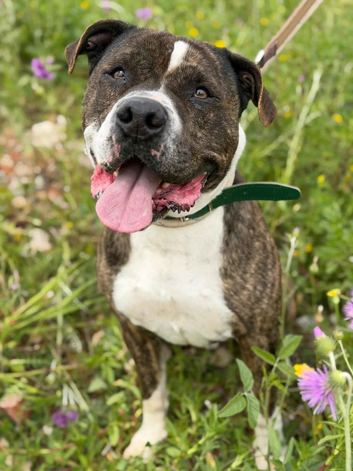 Sultan, Mixed Breed (Triple A Marbella)
