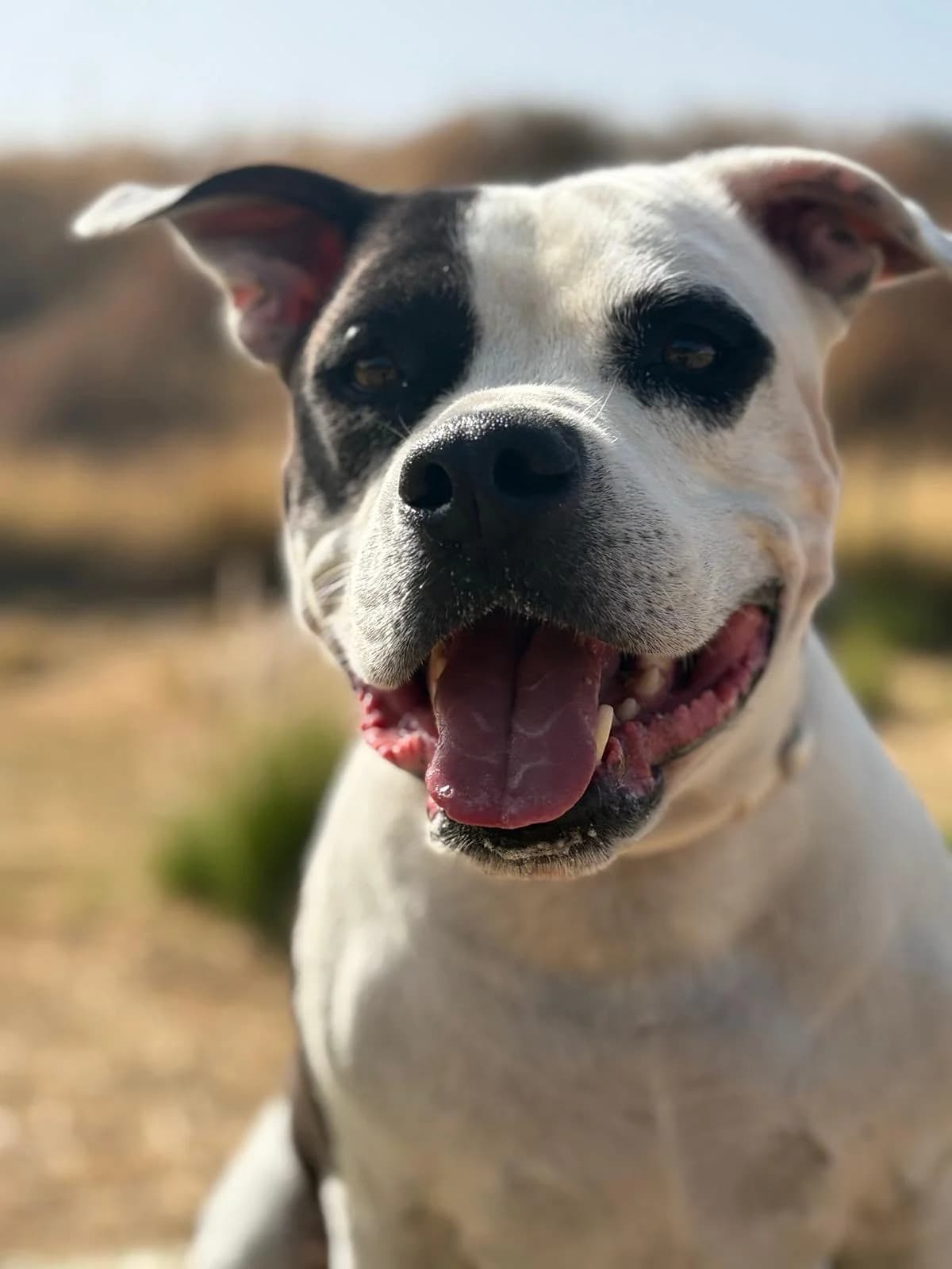 Drako, Short male senior Mixed Breed for adoption at Triple A Marbella, Marbella