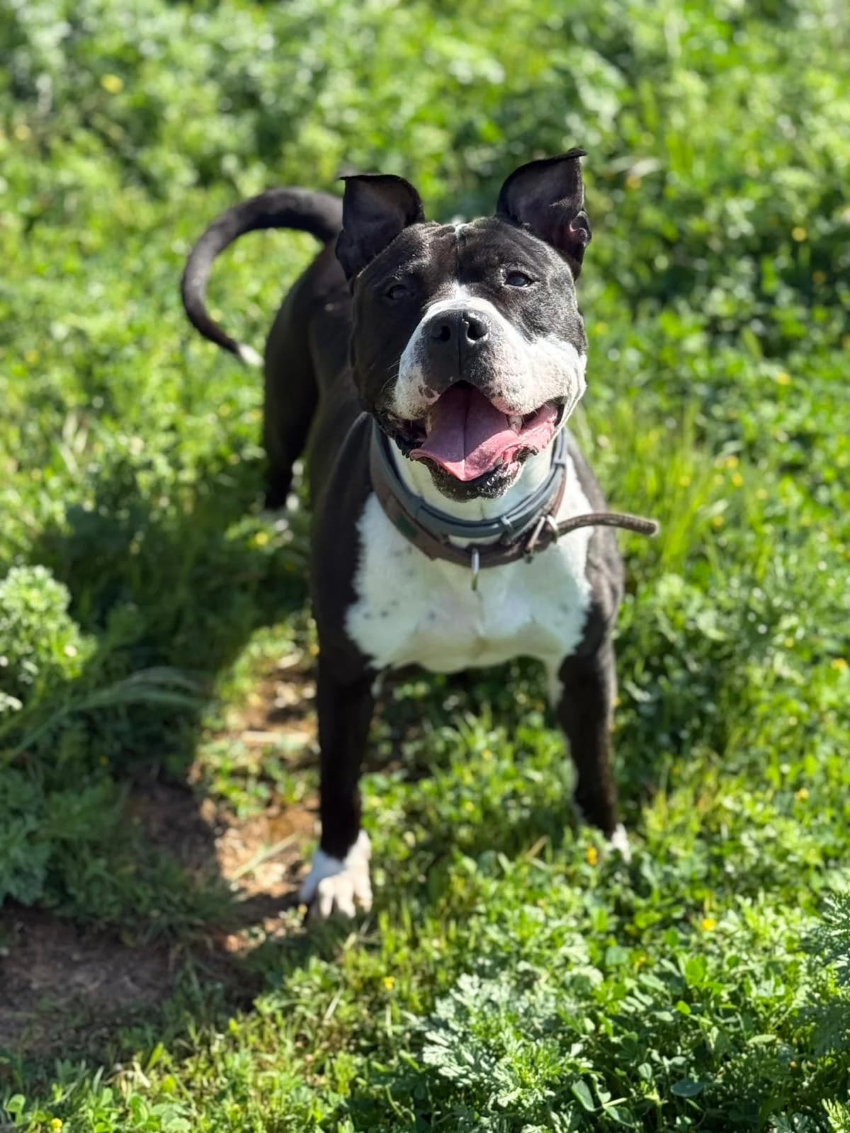 Eva, Short female 7yo Mixed Breed for adoption at Triple A Marbella, Marbella