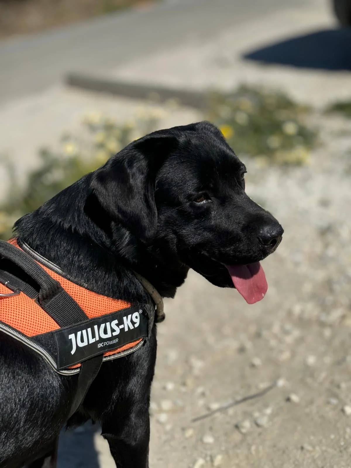 Black, Medium male 3yo Labrador Retriever for adoption at Triple A Marbella, Marbella