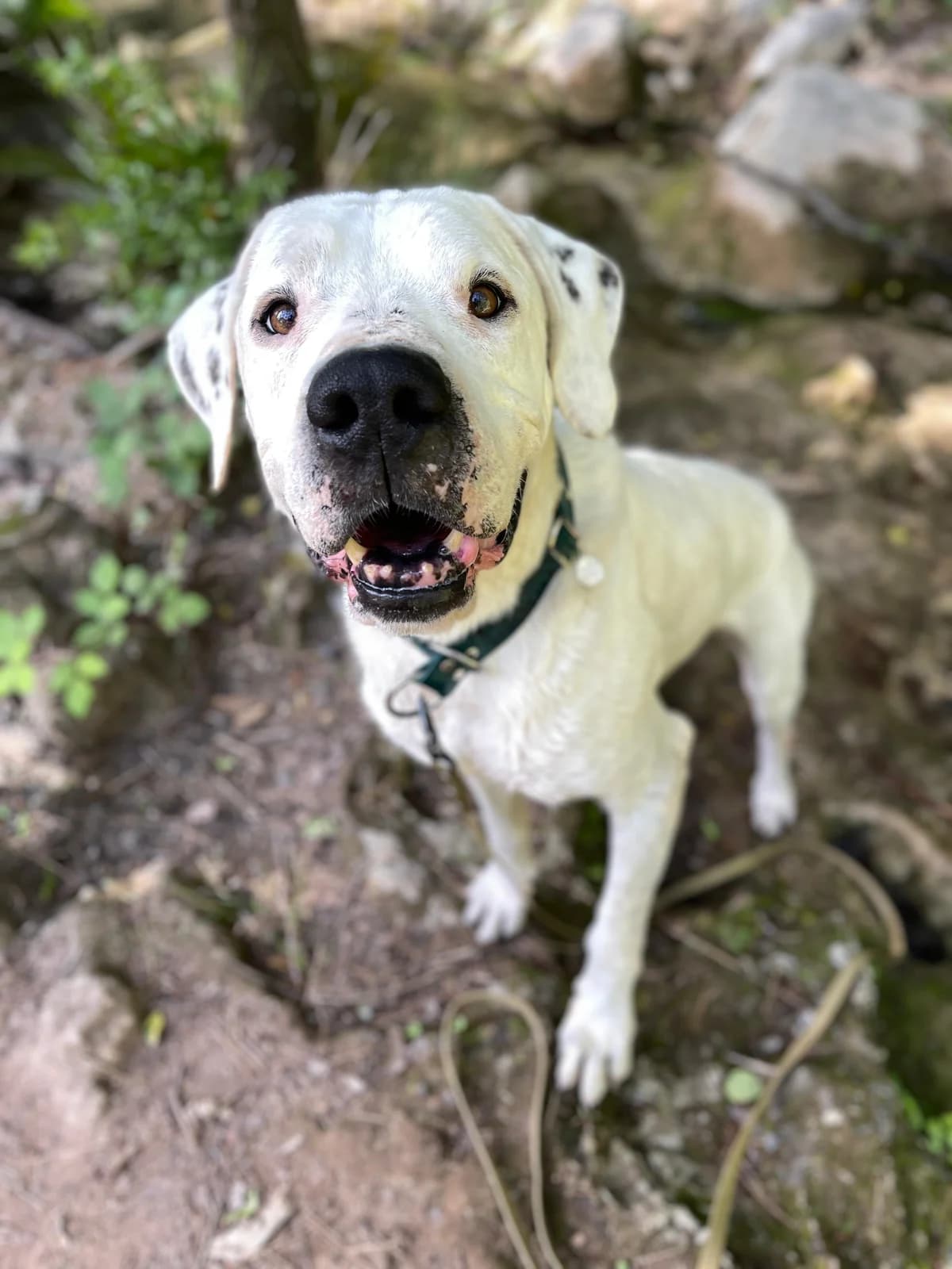 Golfo, Short male senior Mixed Breed for adoption at Triple A Marbella, Marbella