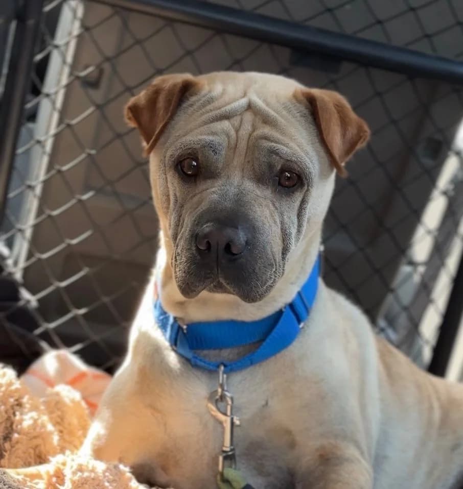 Chapi, Short male 3yo Shar Pei for adoption at Triple A Marbella, Marbella
