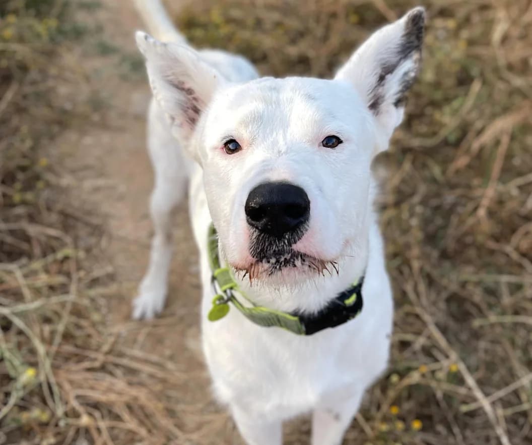 Asta, Medium male young Podenco for adoption at Triple A Marbella, Marbella