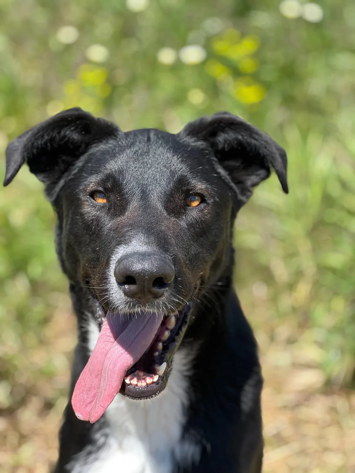 Luffy, Medium male young American Staffordshire Terrier for adoption at Triple A Marbella, Marbella