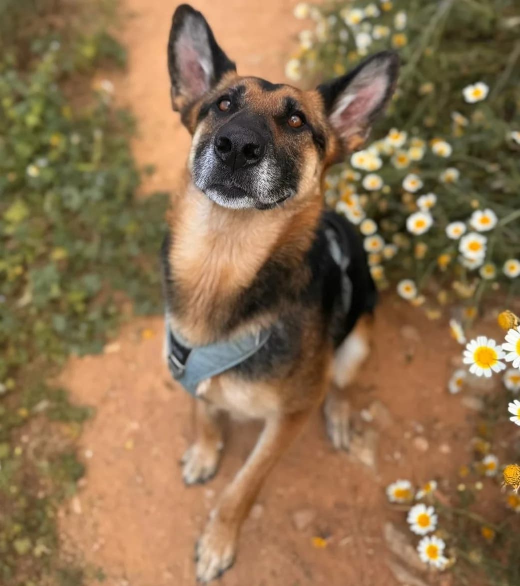 Astoria, Medium female 5yo German Shepherd for adoption at Triple A Marbella, Marbella