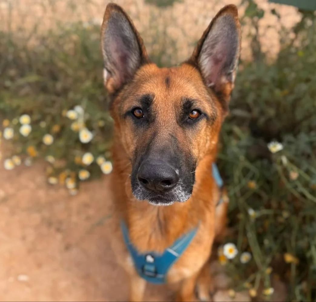 Adolfo, Medium male 7yo German Shepherd for adoption at Triple A Marbella, Marbella