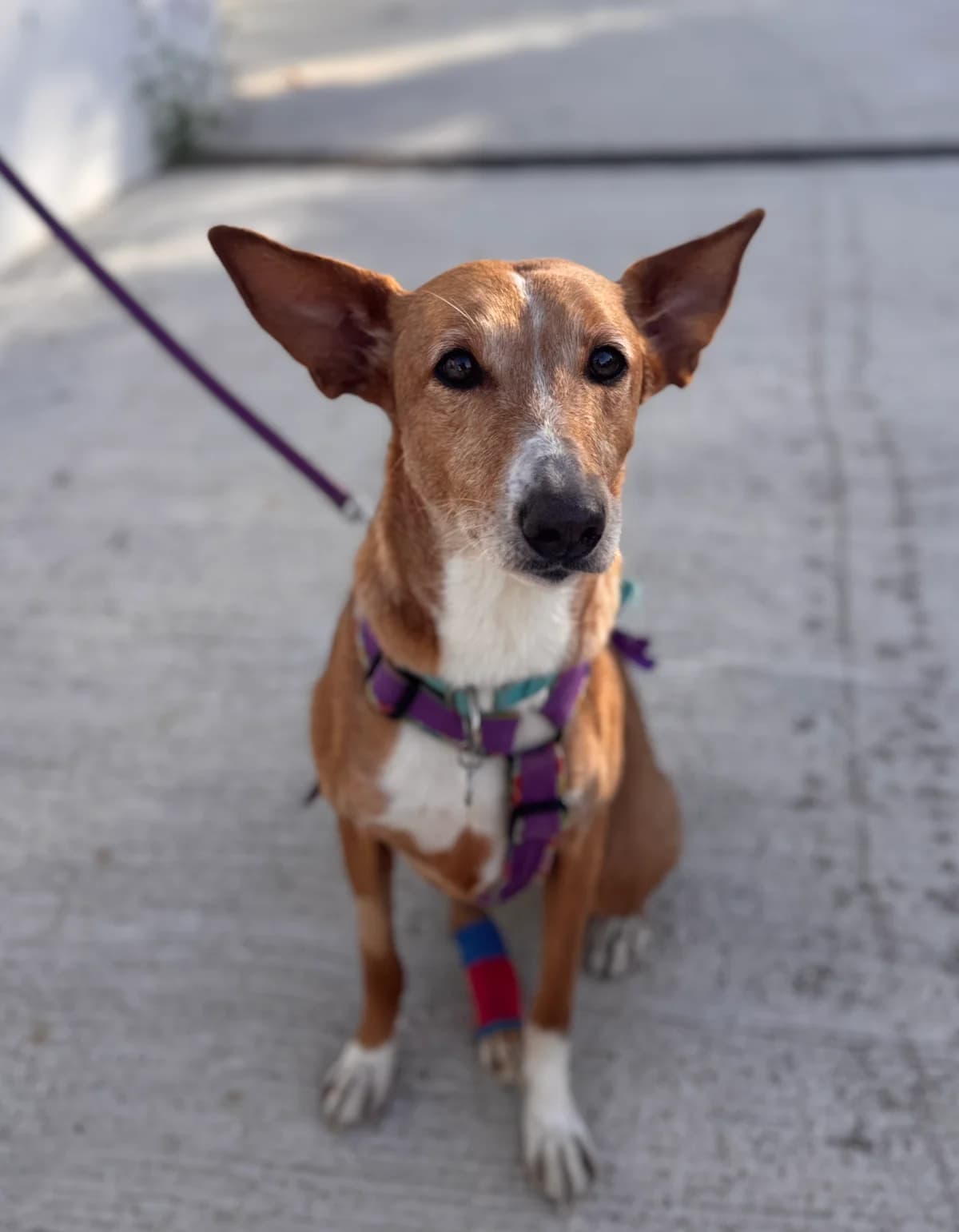 Samira, Short female 3yo Podenco for adoption at Triple A Marbella, Marbella