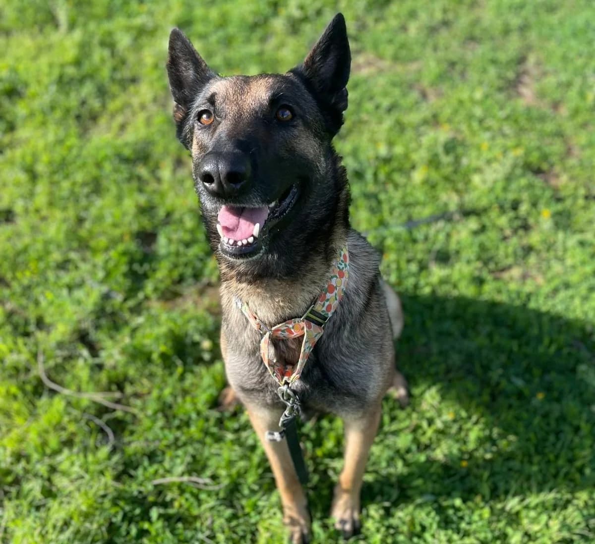Manuela, Medium female 3yo Belgian Malinois for adoption at Triple A Marbella, Marbella