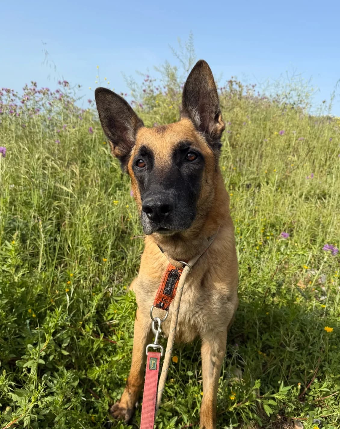 Neroni, Mixed Breed (Triple A Marbella)