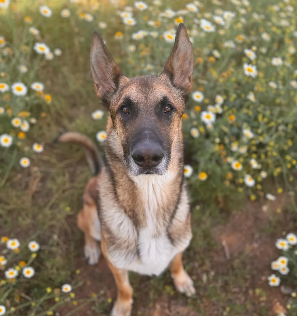 Ringo, German Shepherd (Triple A Marbella)