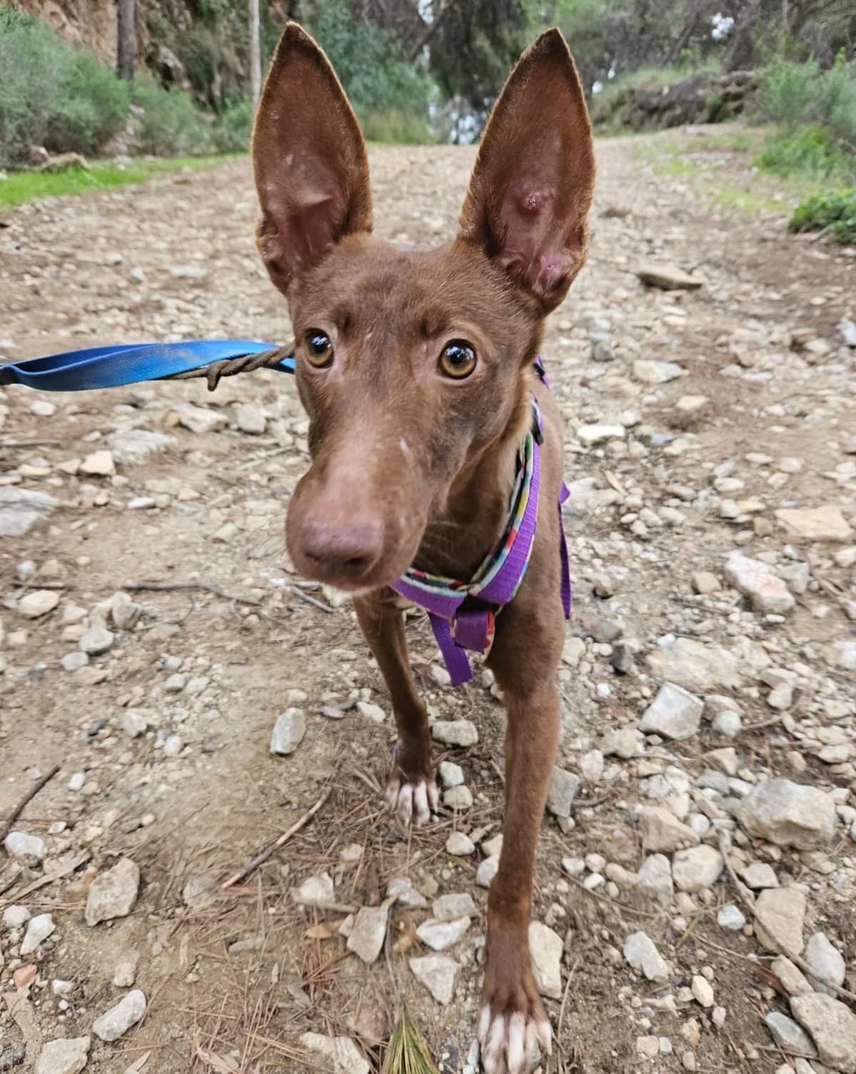 Moana, Short female young Podenco for adoption at Triple A Marbella, Marbella