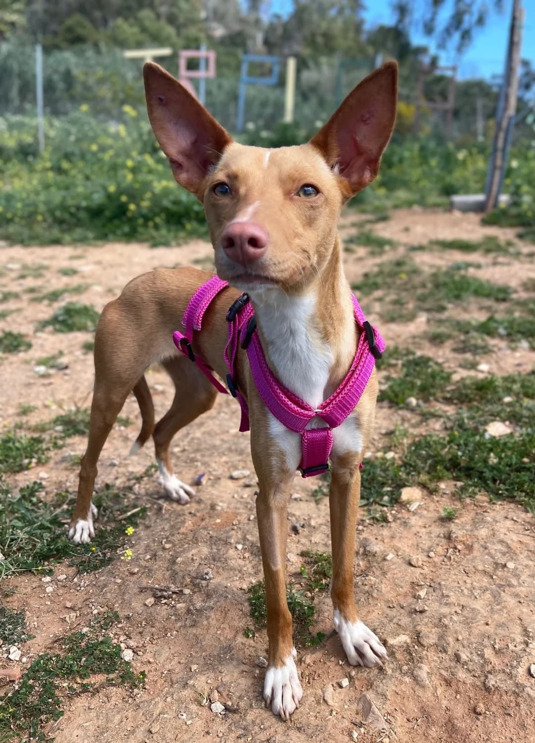 Skadi, Short female young Mixed Breed for adoption at Triple A Marbella, Marbella
