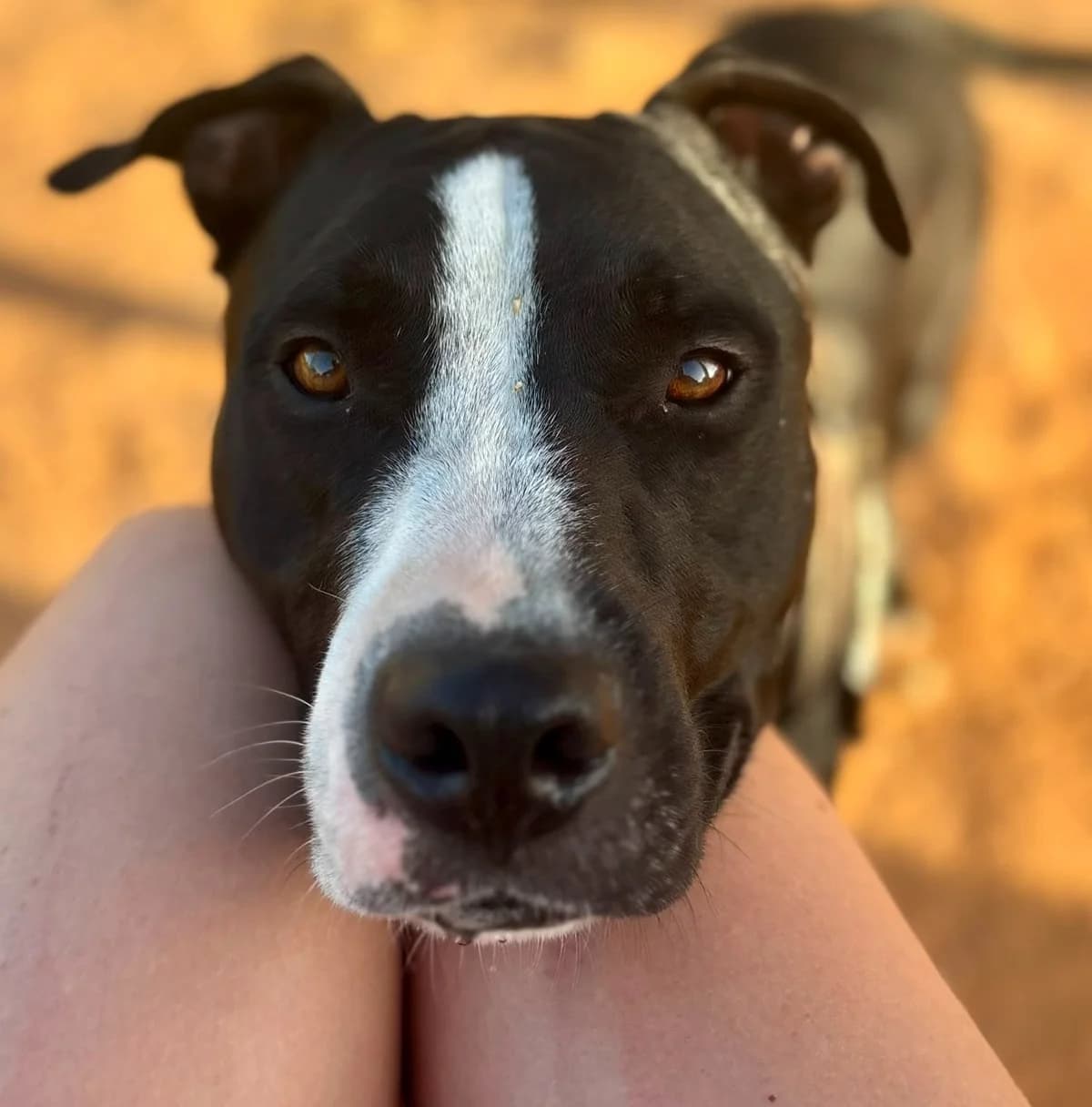 Arthur, Short male 3yo American Staffordshire Terrier for adoption at Triple A Marbella, Marbella