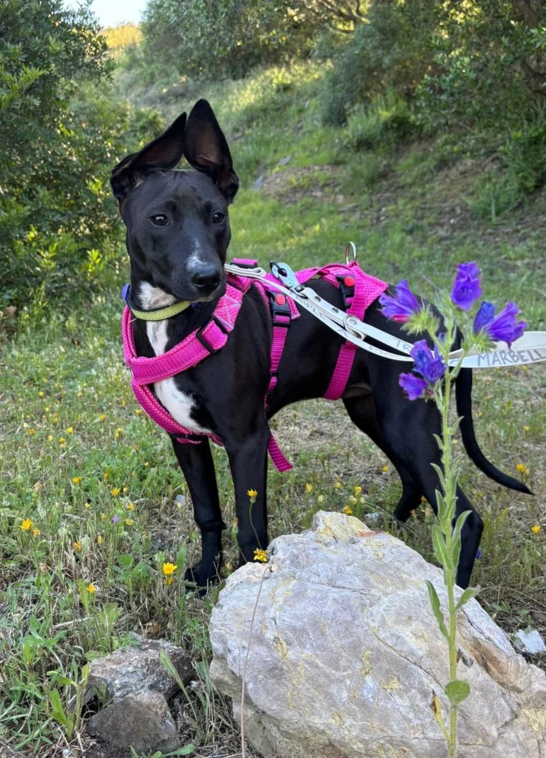 Pia, Short female puppy Mixed Breed for adoption at Triple A Marbella, Marbella