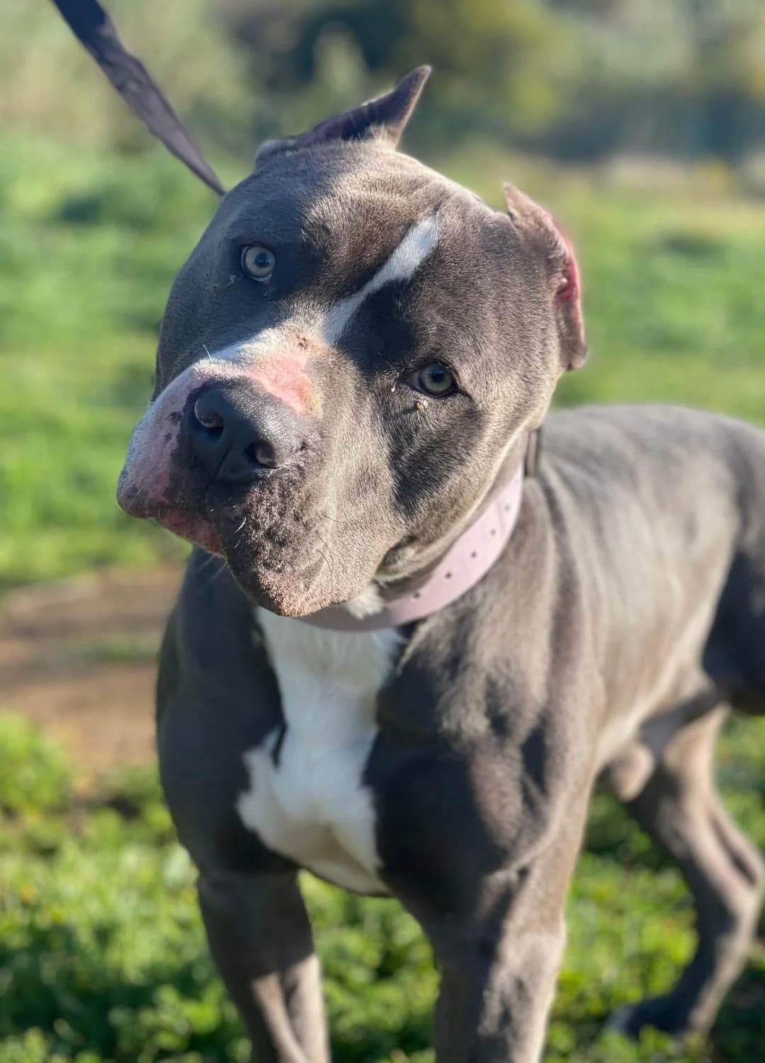 Jean-Claude, Mixed Breed (Triple A Marbella)