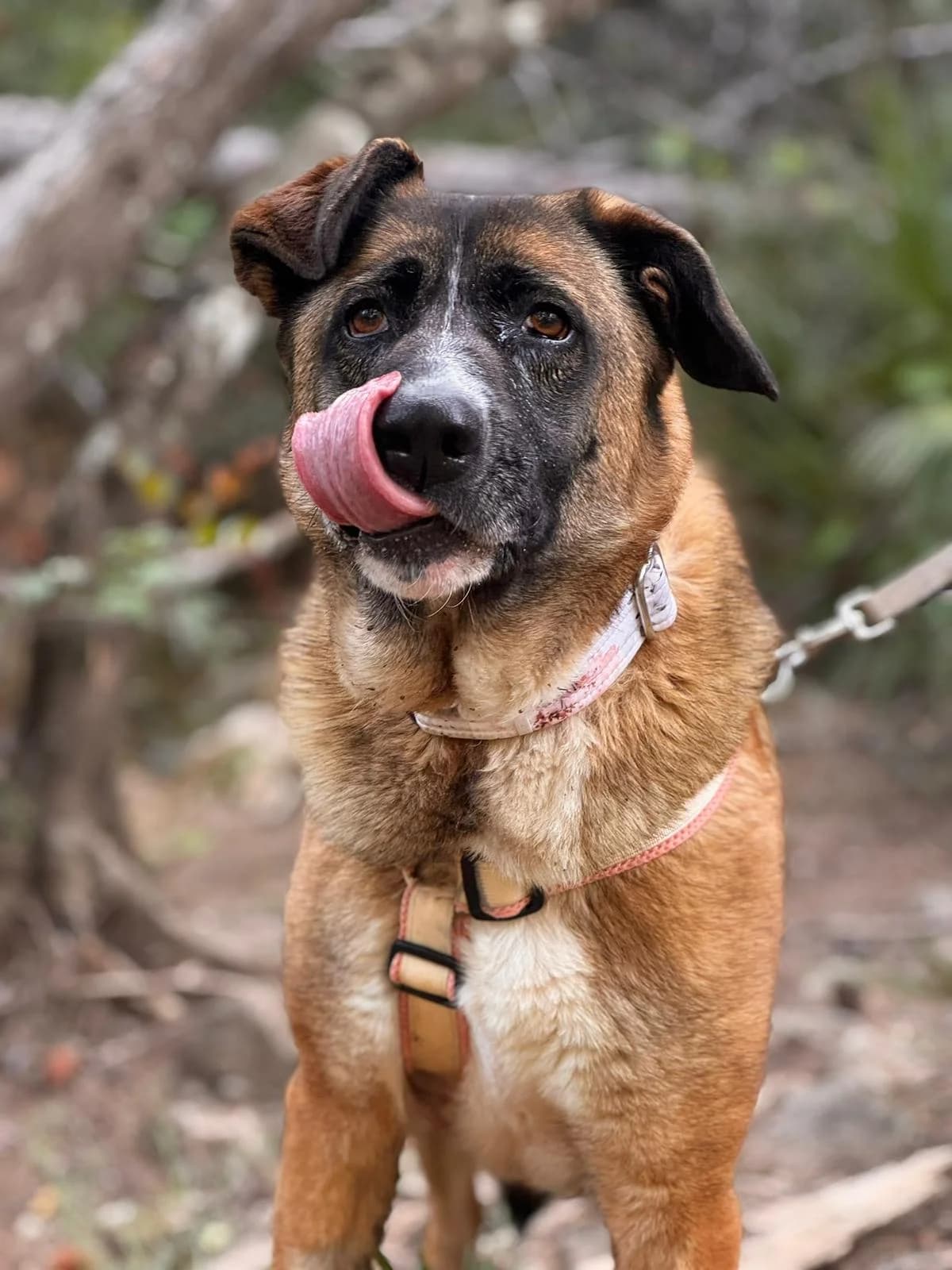 Gala, Medium female 4yo mixed breed for adoption at Triple A Marbella, Marbella