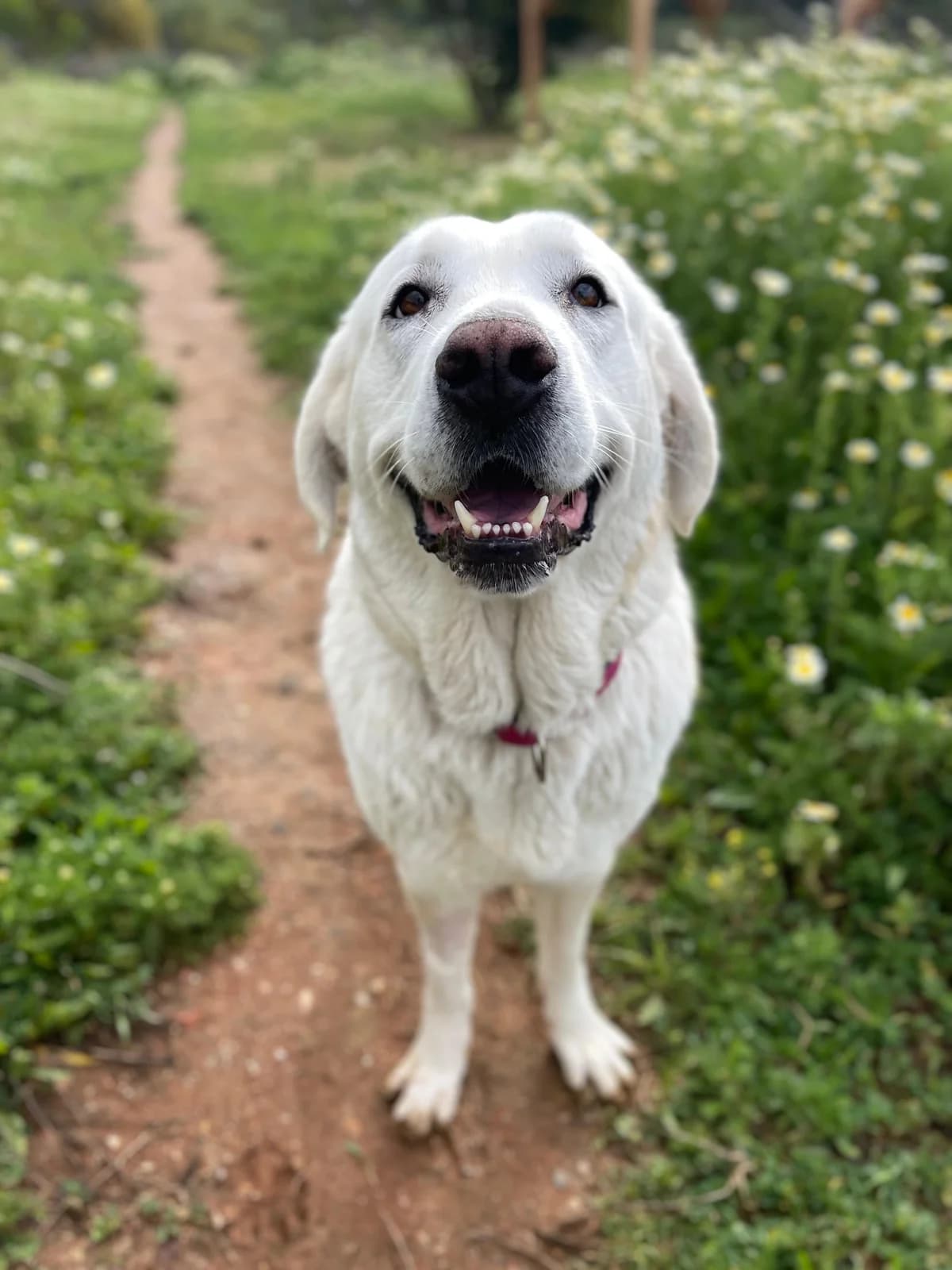 Alba, Medium female 5yo Mixed Breed for adoption at Triple A Marbella, Marbella