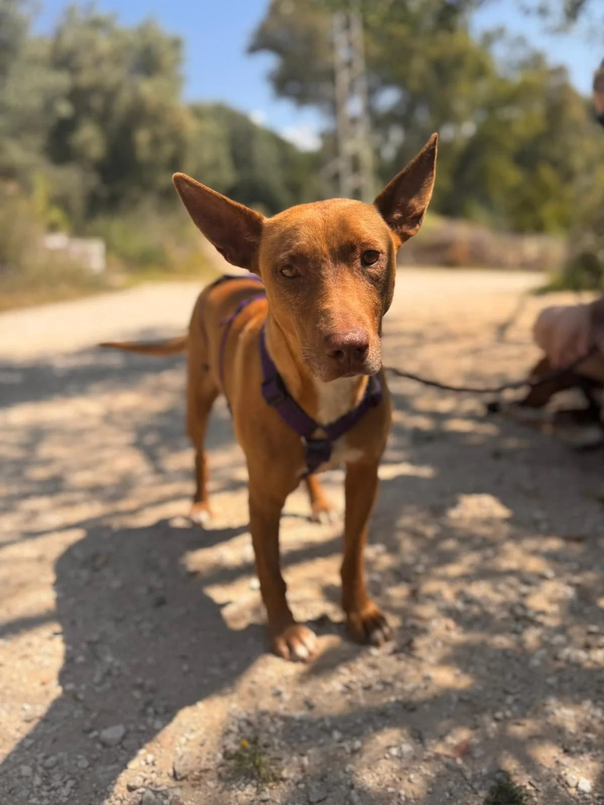 Rhesi, Short female 5yo Podenco for adoption at Triple A Marbella, Marbella