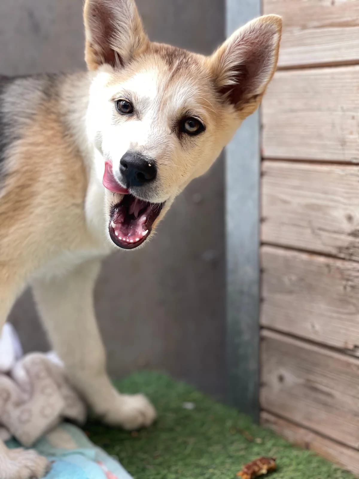 Alma & Felix, Medium female puppy Husky for adoption at Triple A Marbella, Marbella