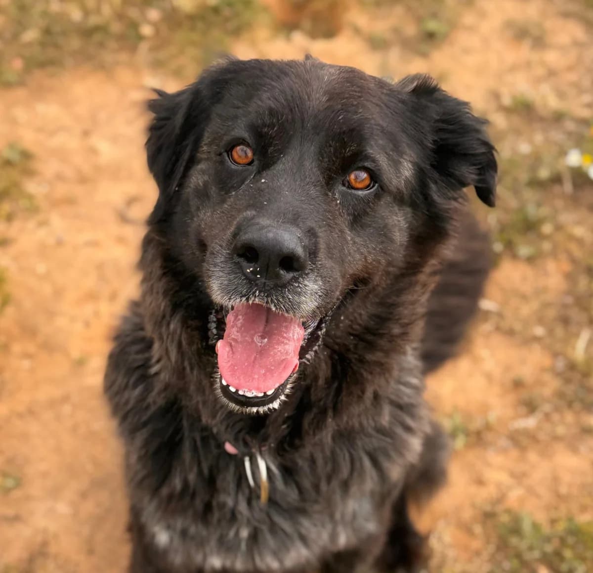 Julia, Long female 5yo Mixed Breed for adoption at Triple A Marbella, Marbella