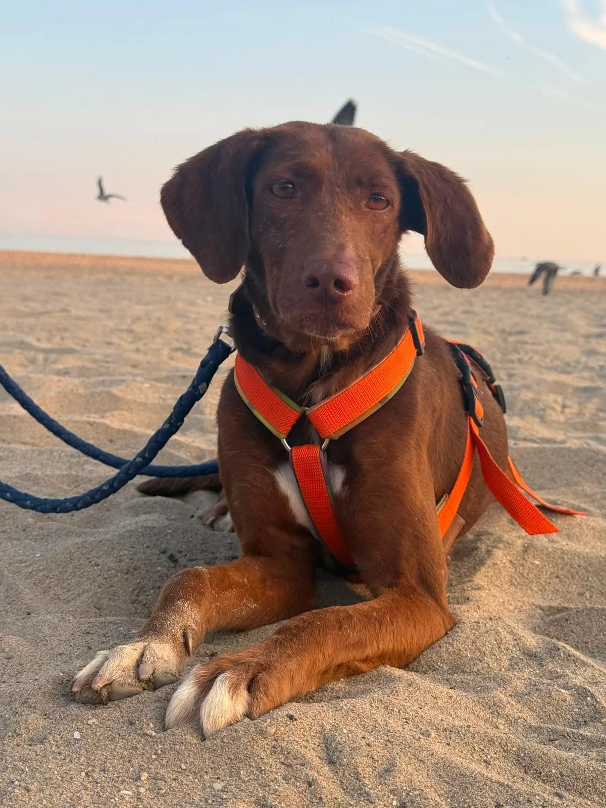 Latina, Short female 6yo Podenco for adoption at Triple A Marbella, Marbella
