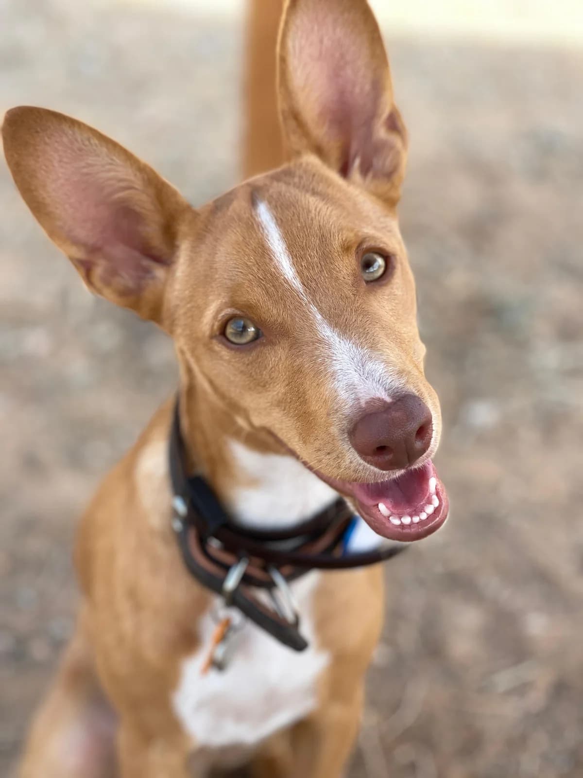 Bingo, Short male Podenco for adoption at Triple A Marbella, Marbella