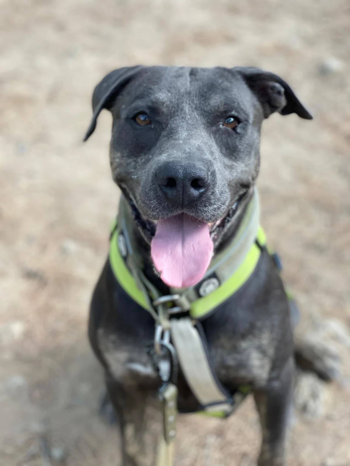 Takko, Short male 3yo Mixed Breed for adoption at Triple A Marbella, Marbella