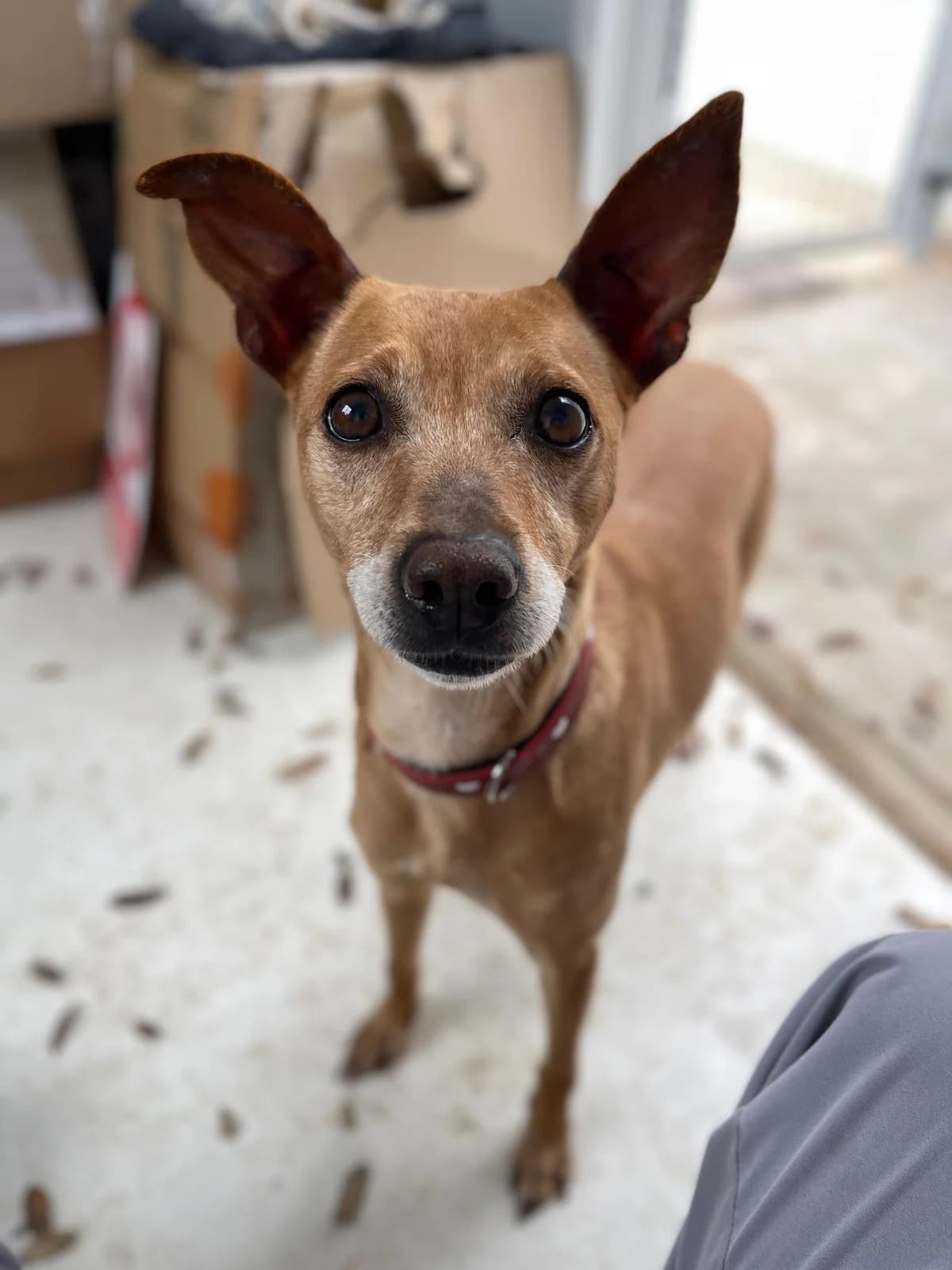 Petunia, Short female 3yo Podenco for adoption at Triple A Marbella, Marbella