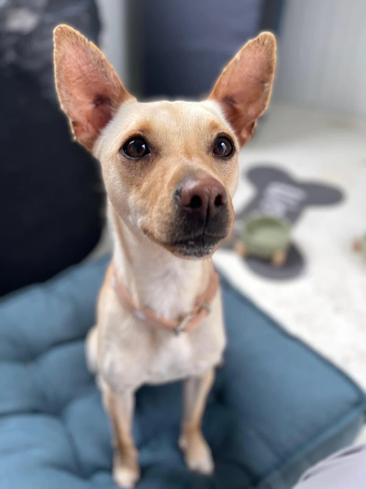 Kamille, Short female young Podenco for adoption at Triple A Marbella, Marbella