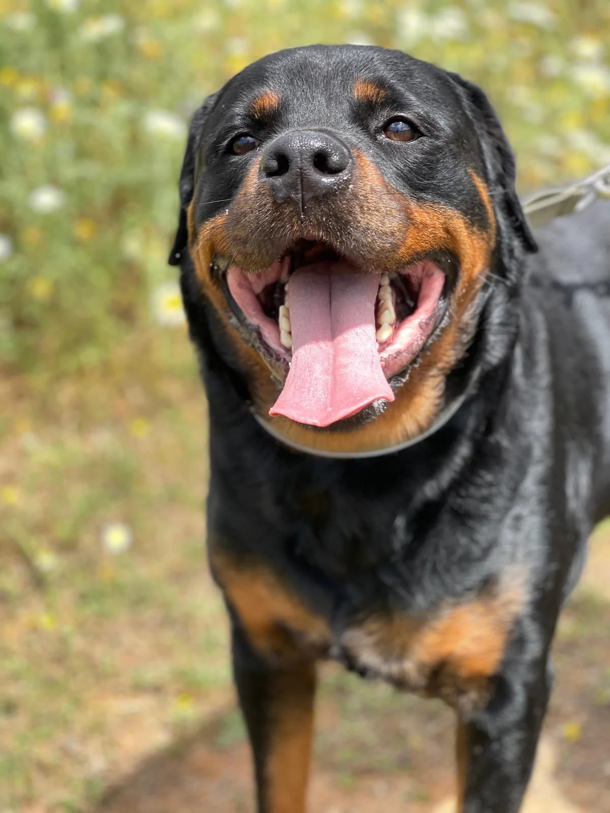 PomPom, Medium male 4yo Mixed Breed for adoption at Triple A Marbella, Marbella