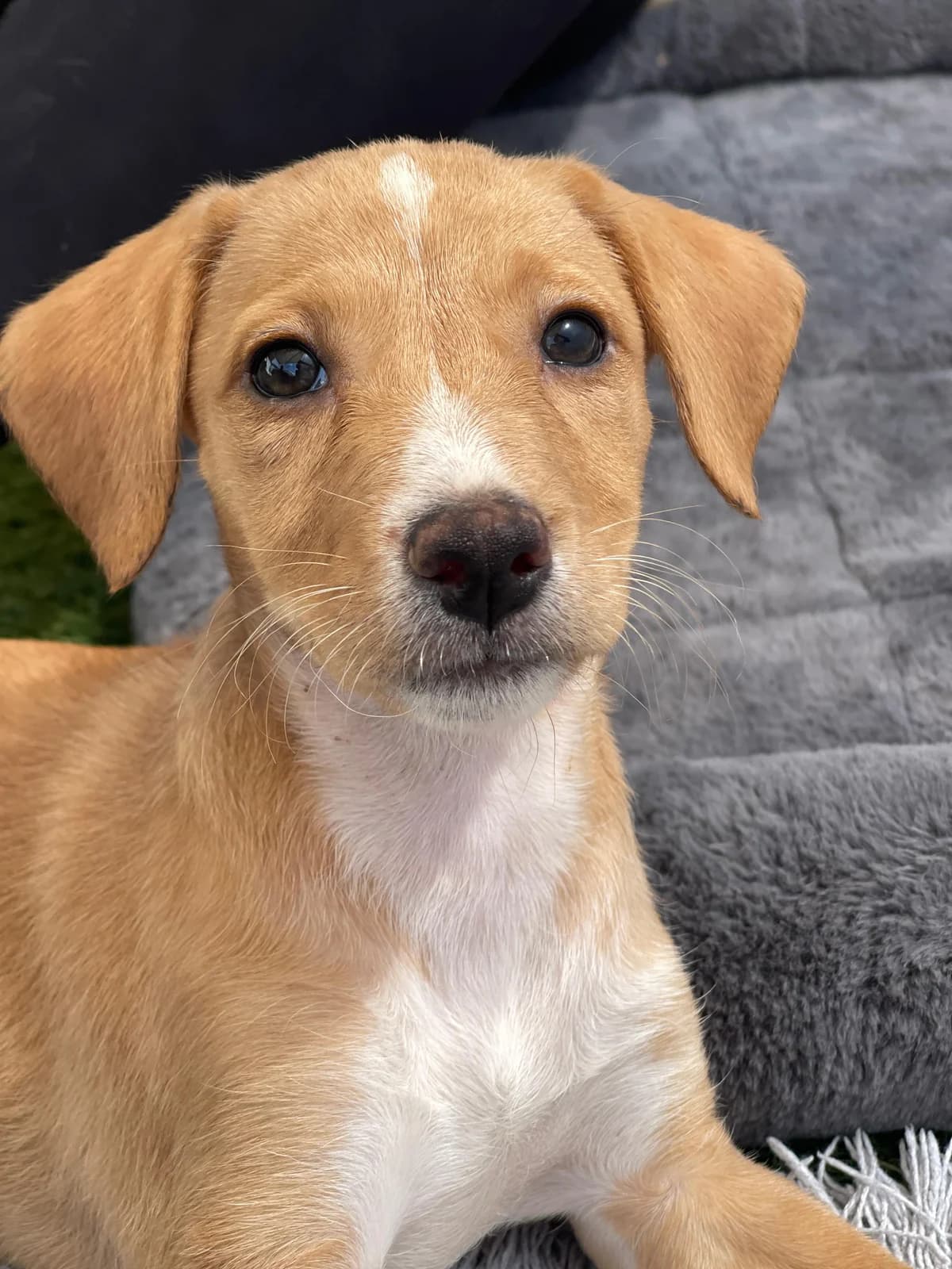 Bodeguero/Podenco Mix, Short female puppy Podenco for adoption at Triple A Marbella, Marbella