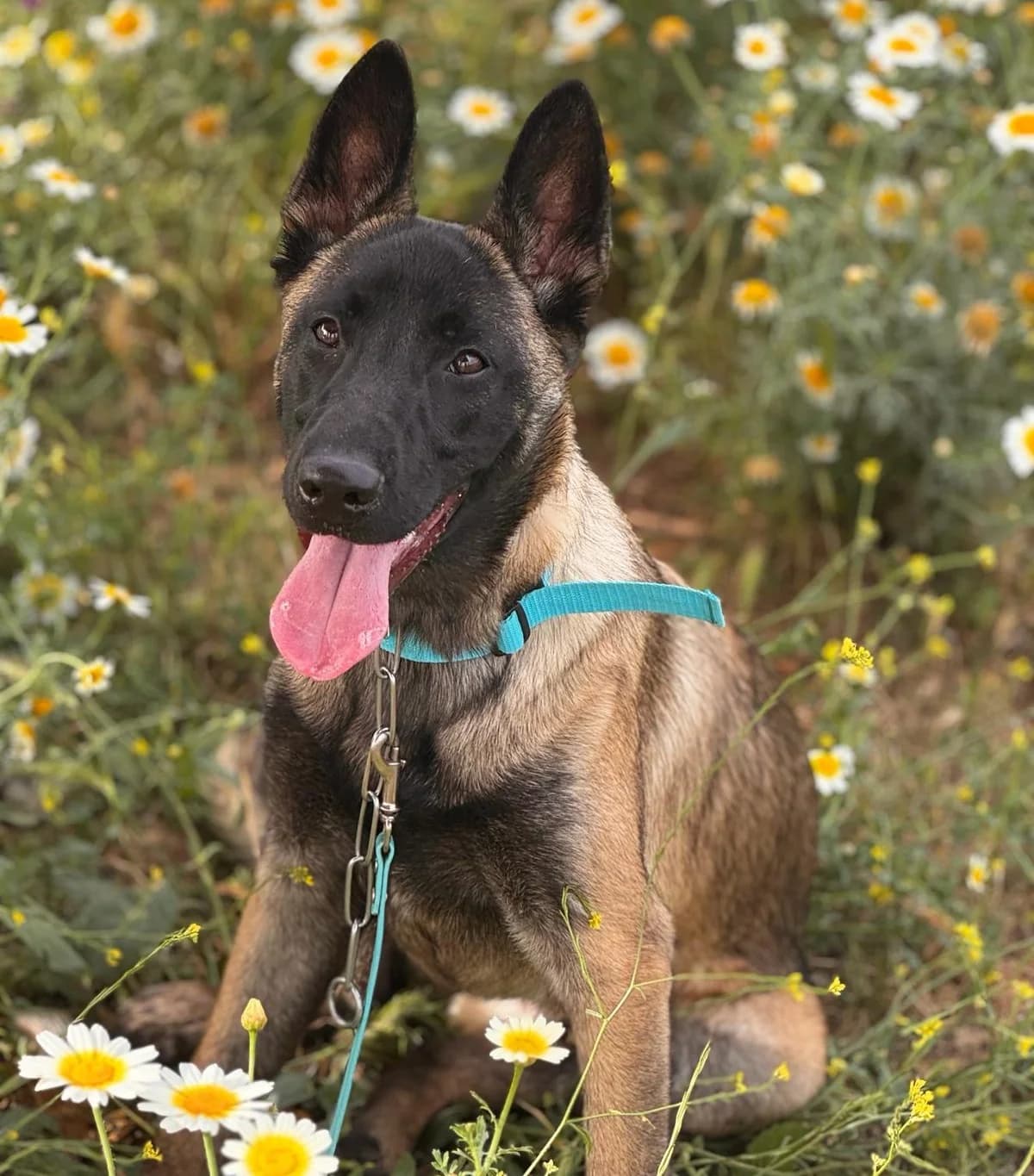 Dylan, Mixed Breed (Triple A Marbella)