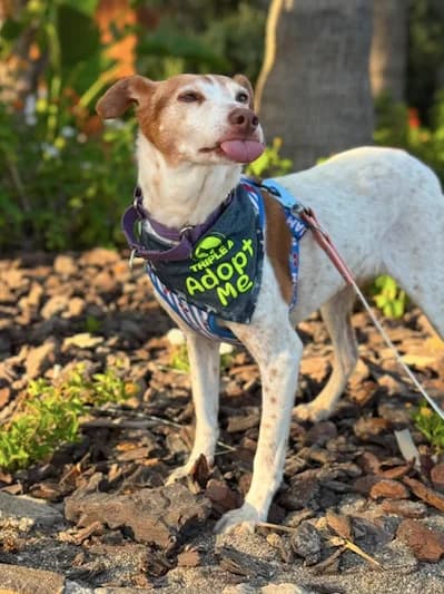 Lucy, Short female senior Podenco for adoption at Triple A Marbella, Marbella