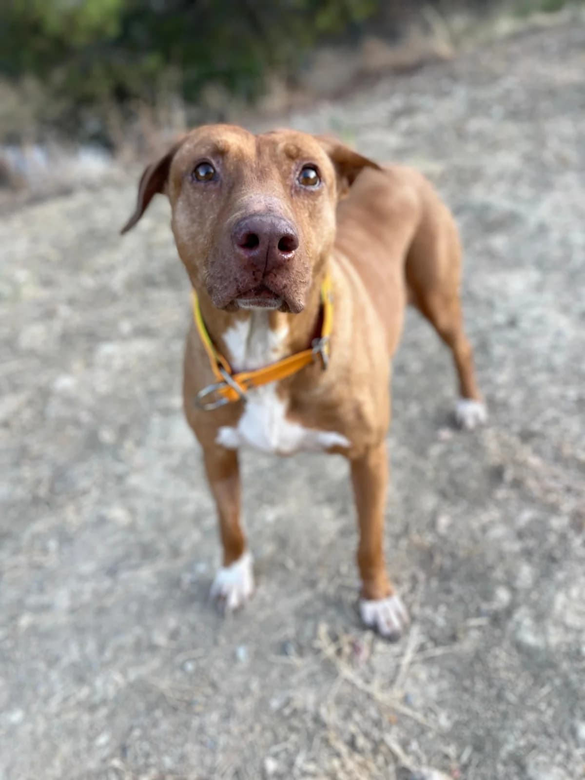 Bossa, Short female 6yo Mixed Breed for adoption at Triple A Marbella, Marbella