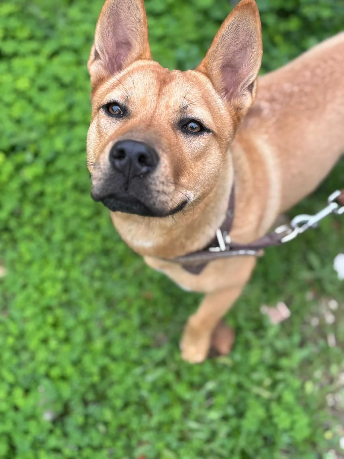 Tuba, Medium female young Mixed Breed for adoption at Triple A Marbella, Marbella