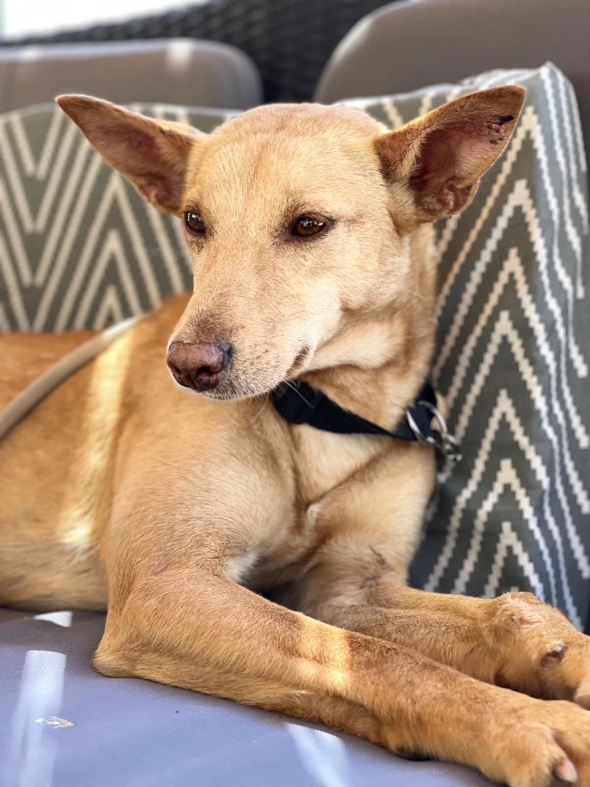 Thelma, Podenco (Triple A Marbella)