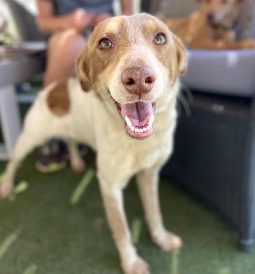 Louis, Medium male young Podenco for adoption at Triple A Marbella, Marbella