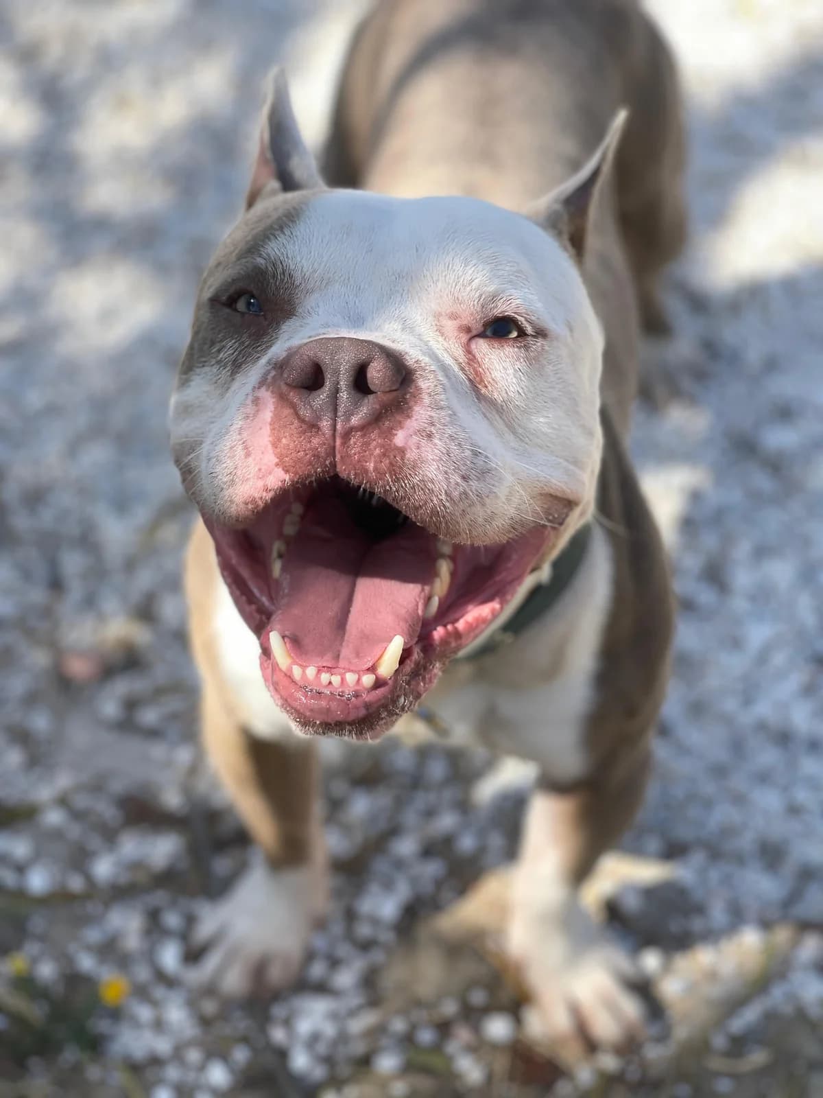 Uno, Short male 4yo Mixed Breed for adoption at Triple A Marbella, Marbella