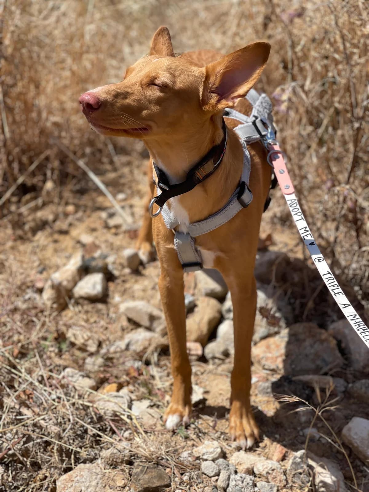 Caramelo, Podenco (Triple A Marbella)