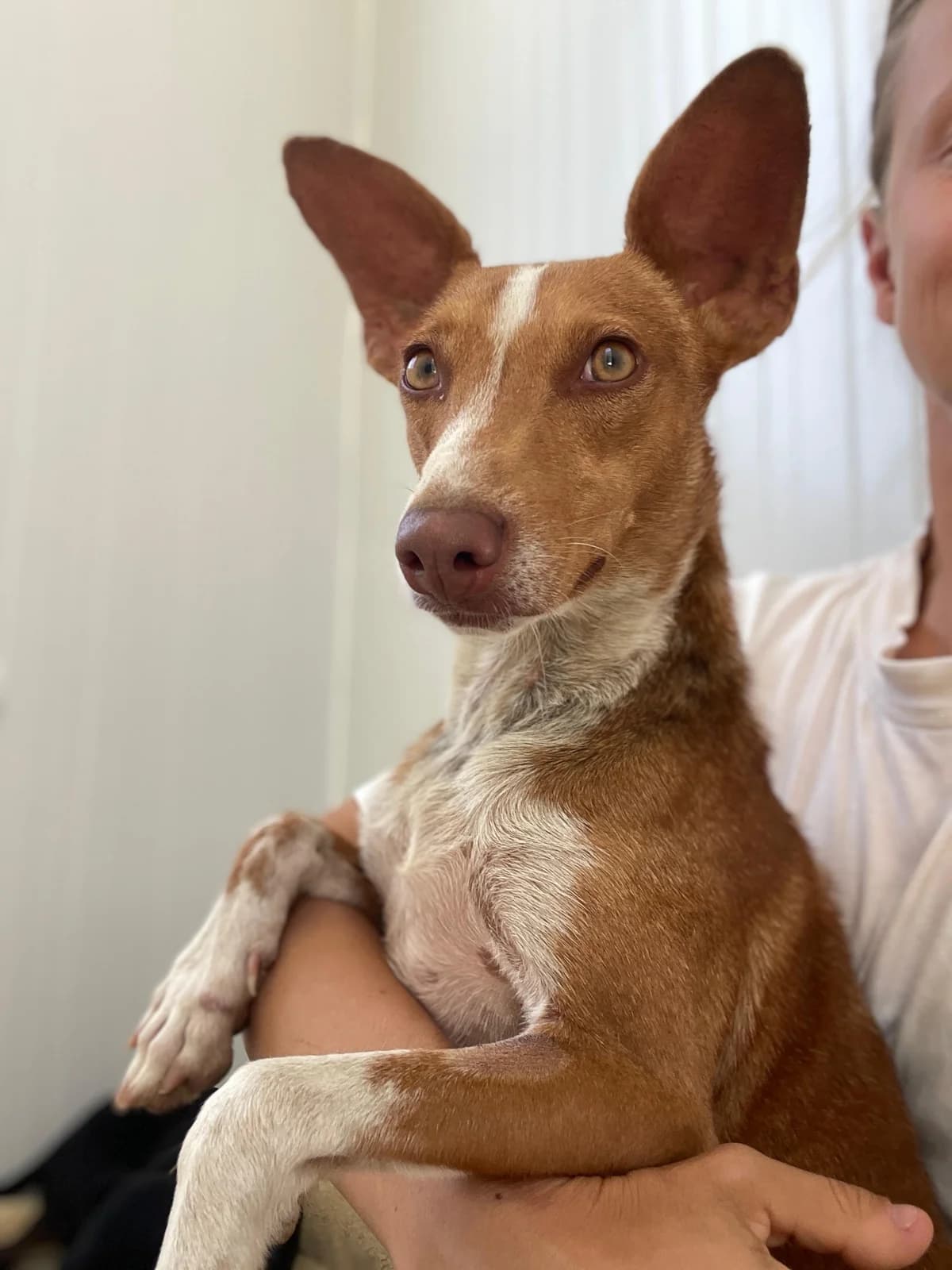 Pauline, Podenco (Triple A Marbella)