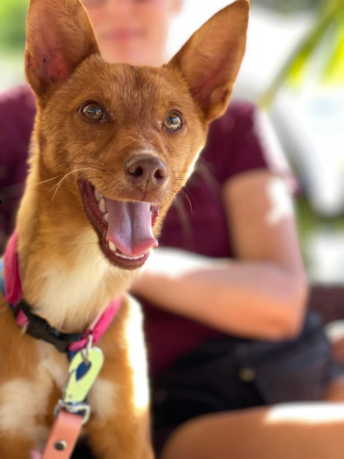Chilifox, Podenco (Triple A Marbella)