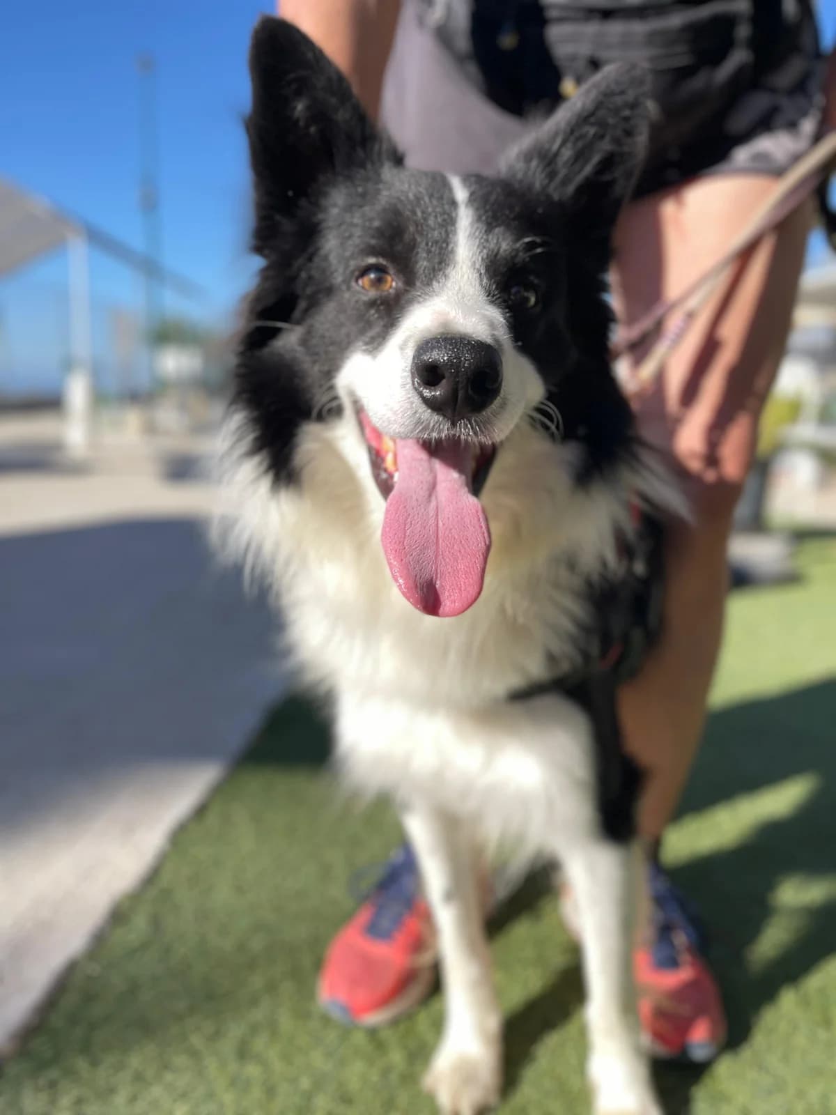 Brook, Long male Border Collie for adoption at Triple A Marbella, Marbella