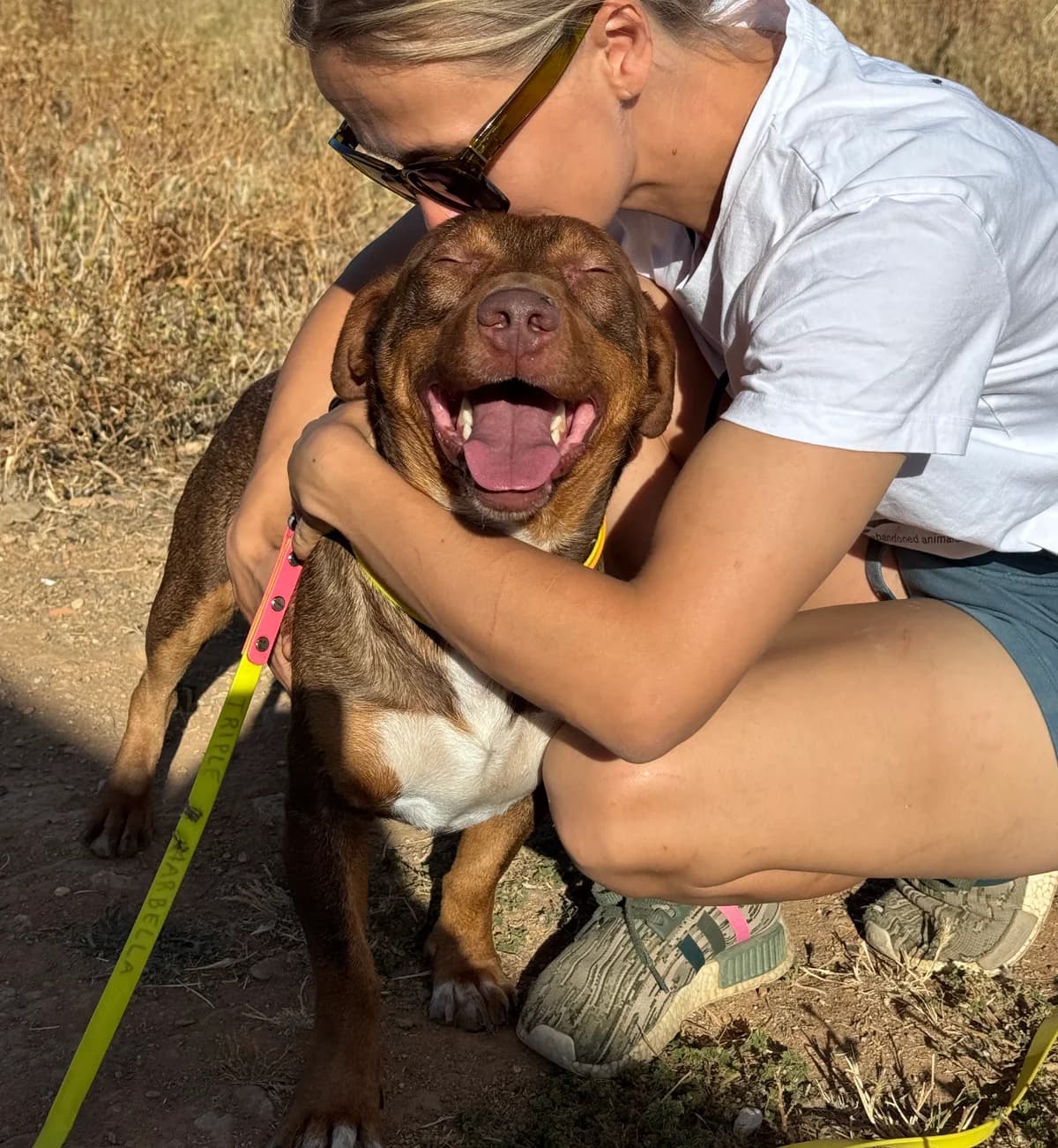 Slinky, Short male young Podenco for adoption at Triple A Marbella, Marbella