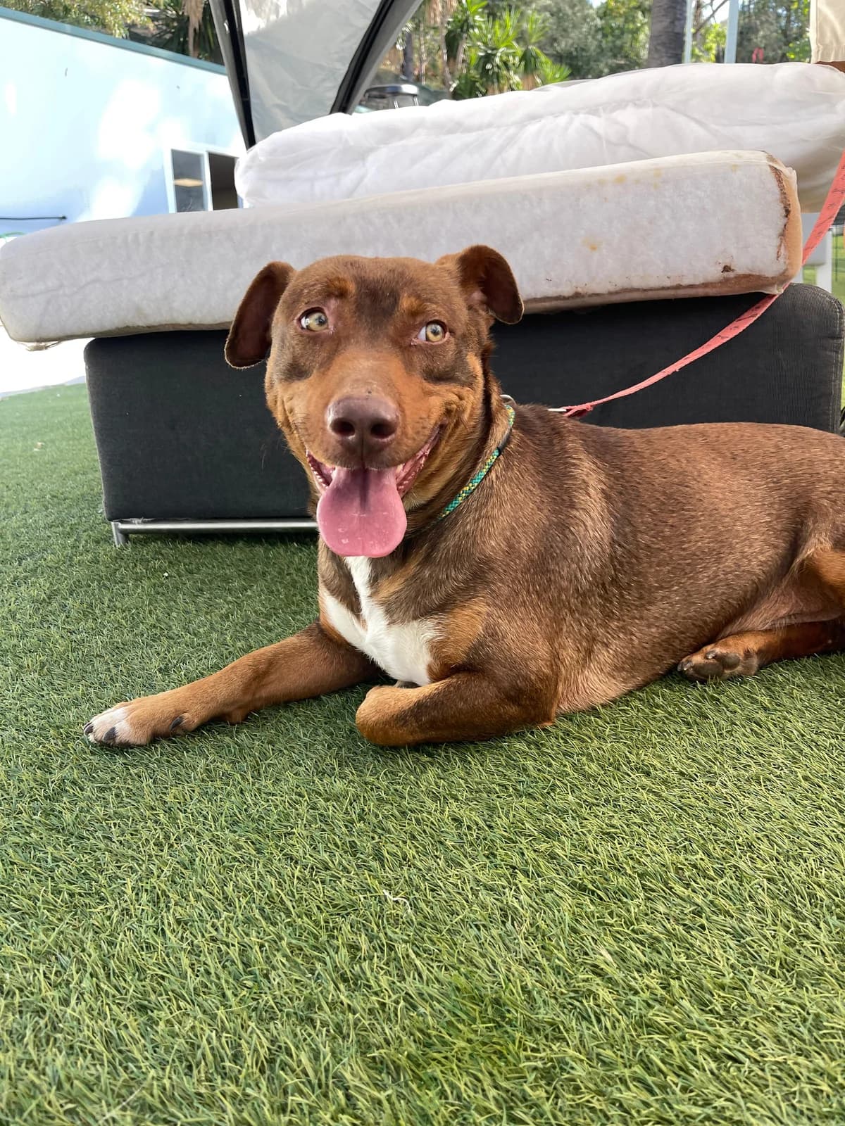Slinky, Short male young Podenco for adoption at Triple A Marbella, Marbella