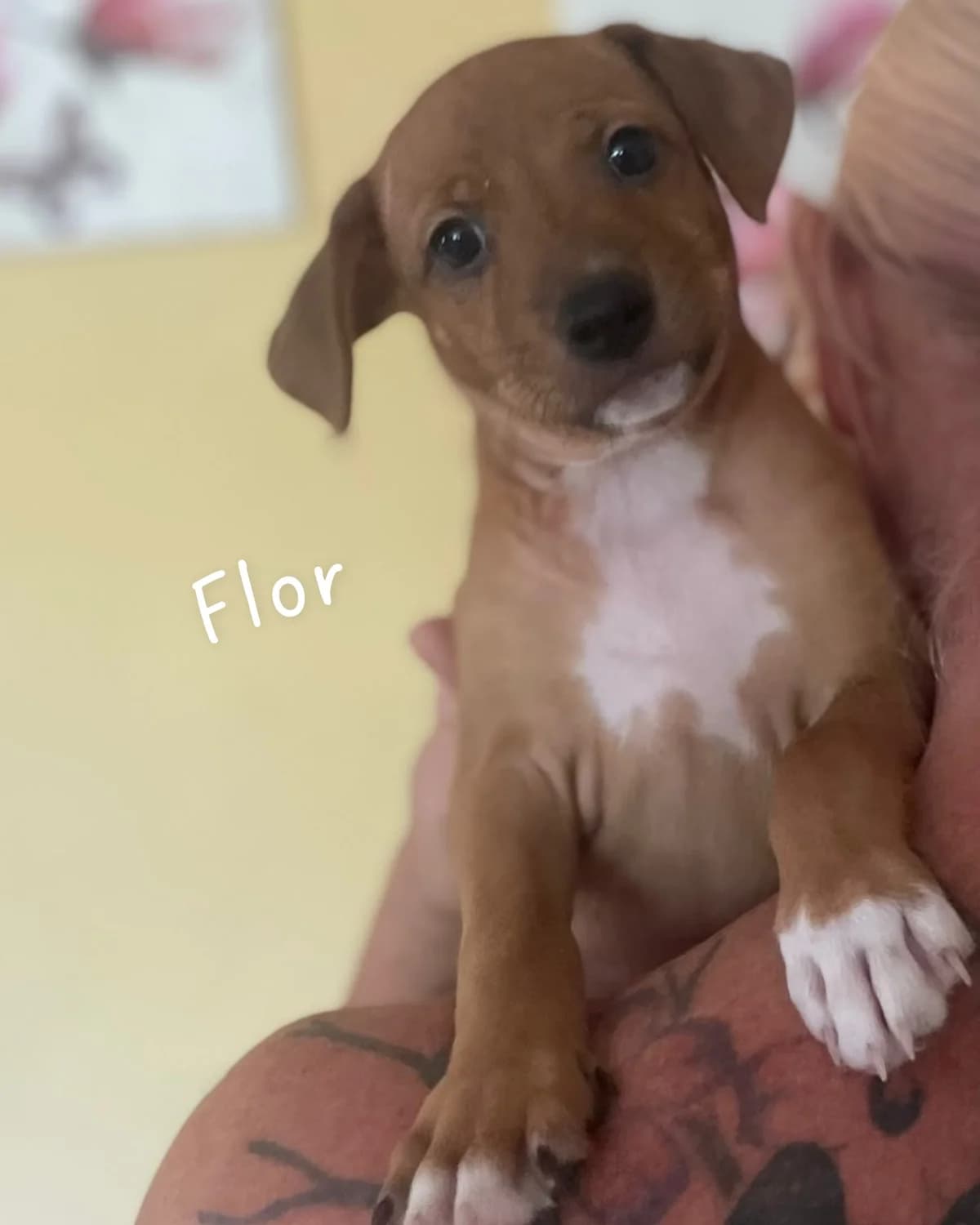 Mama Nati Babies, Short female puppy Podenco for adoption at Triple A Marbella, Marbella