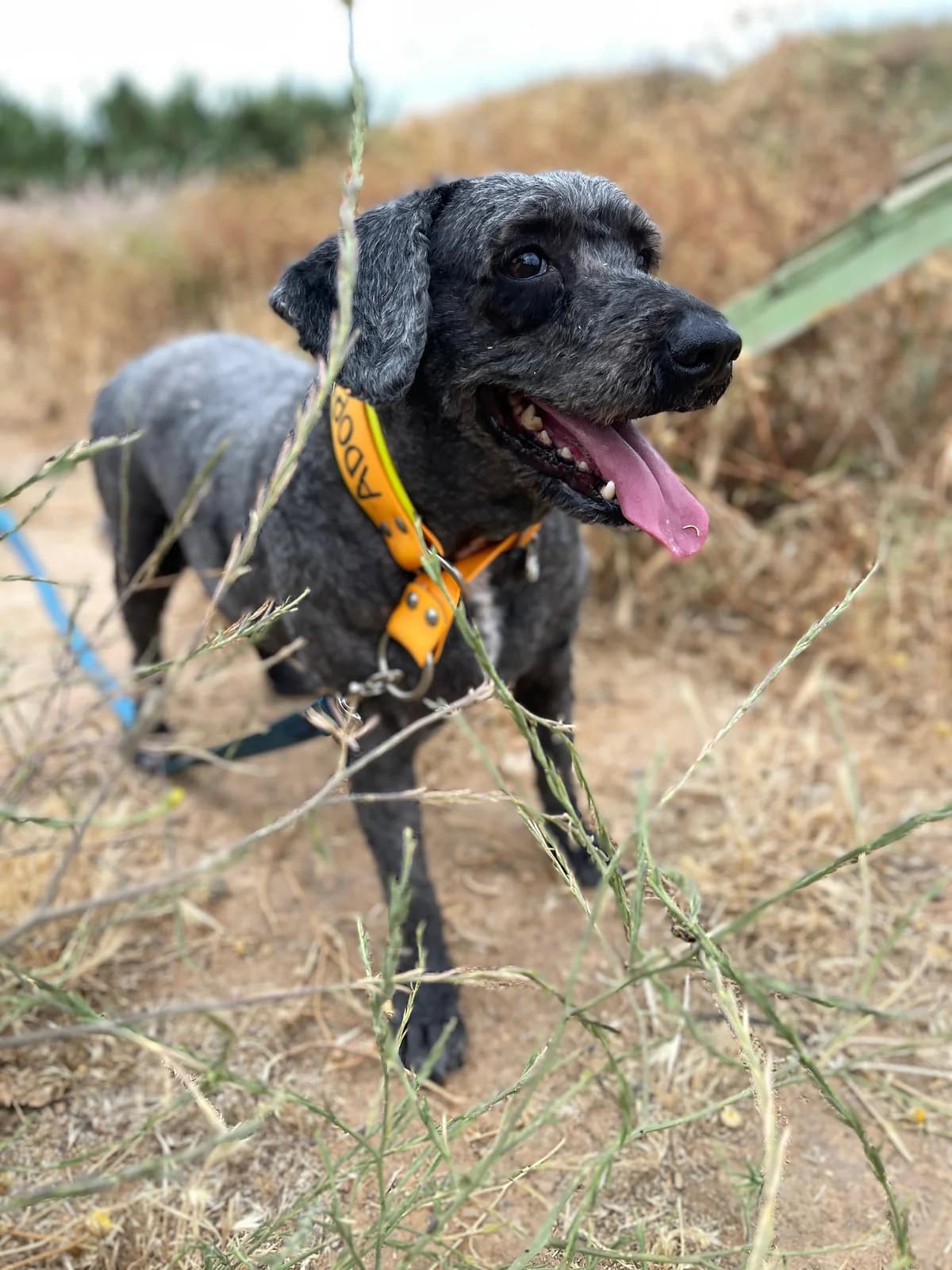 Ramon de Jamon, Long male Mixed Breed for adoption at Triple A Marbella, Marbella