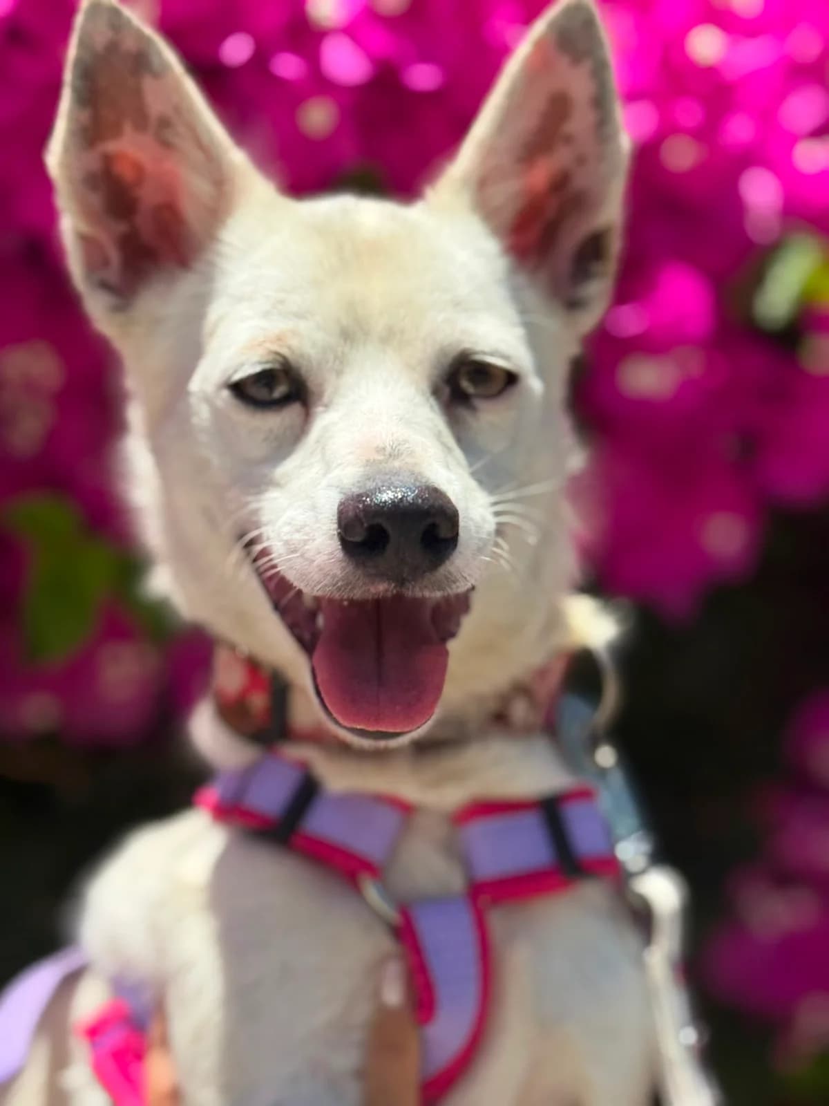 Snippy, Medium male young Mixed Breed for adoption at Triple A Marbella, Marbella