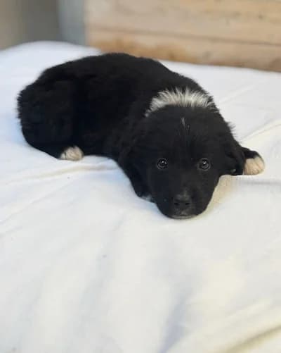 F-Puppies, Medium female puppy Mixed Breed for adoption at Triple A Marbella, Marbella