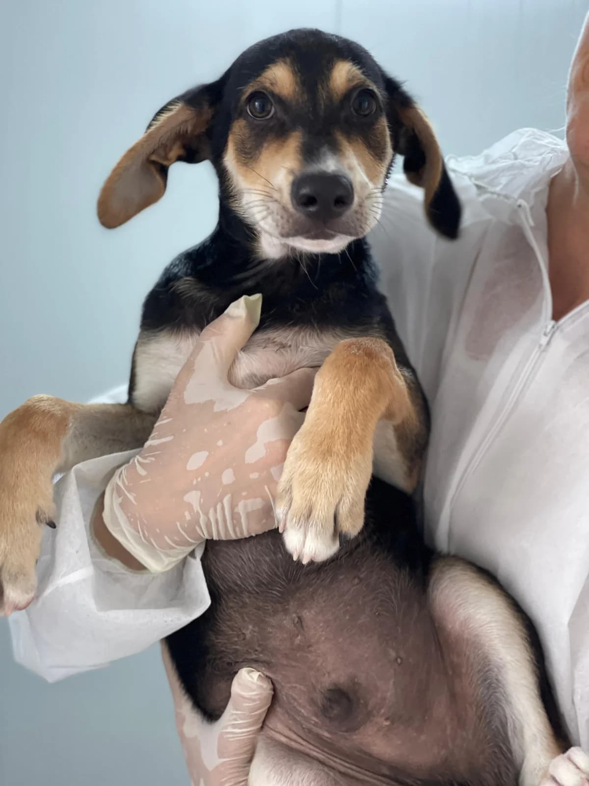 Star Puppies, Short female puppy mixed breed for adoption at Triple A Marbella, Marbella